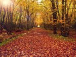 Autumn Pathway