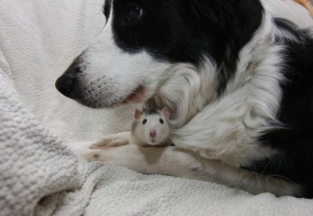 Dog-rat - patches, friends, rat, dog