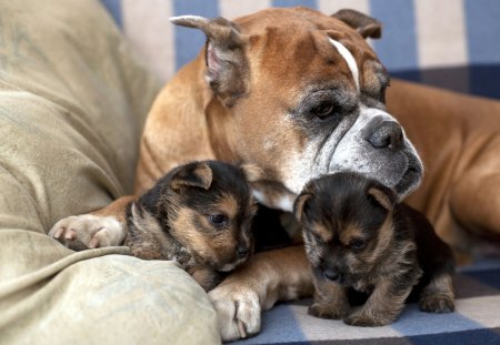 Dog and puppies - Dog, care, puppies, two