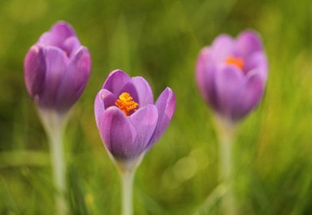 *** Crocuses *** - nature, crocuses, purple, flowers, flower