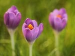 *** Crocuses ***