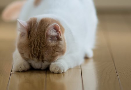 Cat - sleepy, cute, beautiful, cat, sleeping, kitty, cats, hat, cat face, paws, face, animals, pretty, beauty, sweet, kitten, lovely