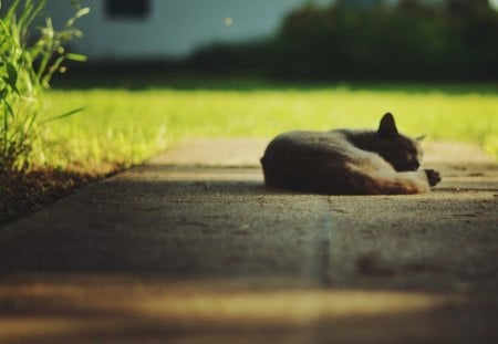 Cat - sleepy, cute, beautiful, cat, sleeping, kitty, cats, hat, cat face, paws, face, animals, pretty, beauty, sweet, kitten, lovely