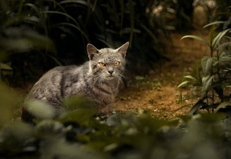 Cat - sleepy, cute, beautiful, cat, sleeping, kitty, cats, hat, cat face, paws, face, animals, pretty, beauty, sweet, kitten, lovely