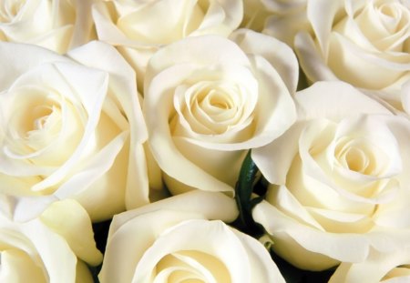 * Pure white roses * - white roses, roses, soft, petals, tenderness, bouquet, pure