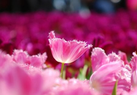 Field of Tulips - tulips, nature, magic, beautiful, field, love, pink