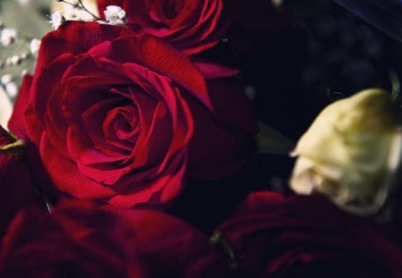 Beauty - red rose, passion, magic, red, magnifique, rose, beauty, lovely