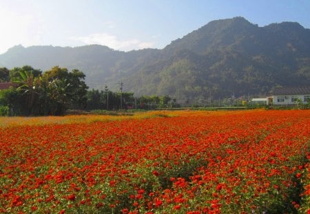 Rural flower fields