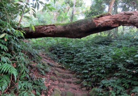 Mountain trail