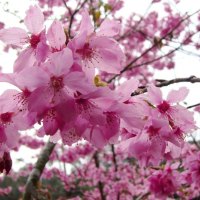 Cherry blossoms in the rain