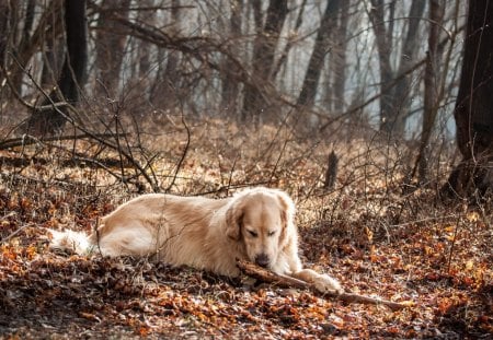 Dog - pretty, pay, beautiful, dog face, beauty, puppies, lovely, playful dog, sweet, playful, dogs, bubbles, cute, face, puppy, animals