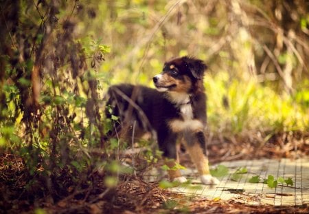 Dog - face, pretty, playful dog, cute, animals, beauty, beautiful, sweet, puppy, bubbles, playful, dogs, puppies, pay, lovely, dog face