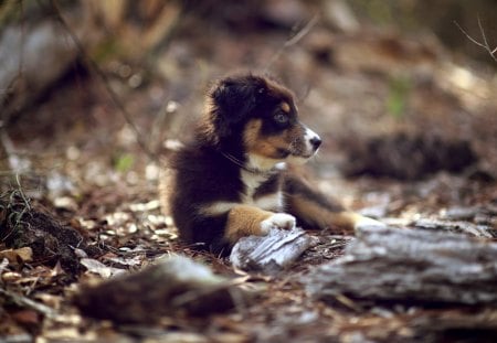 Dog - face, pretty, playful dog, cute, animals, beauty, beautiful, sweet, puppy, bubbles, playful, dogs, puppies, pay, lovely, dog face