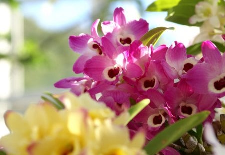 Different Flowers - flowers, red, yellow, green