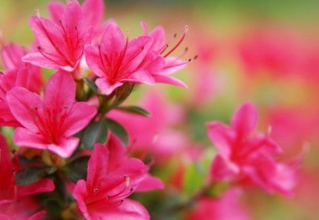 Red Flowers - red, leaves, love, green