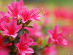 Red Flowers