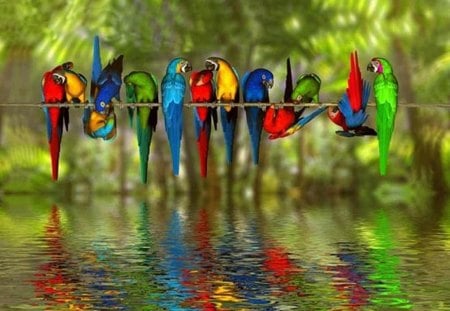 birds - water, hanging, animals, birds