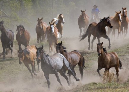 Stampede - mares, stampede, staliion, horses, s