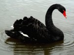 Black Swan