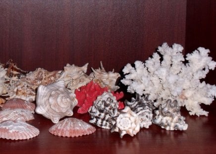 Seashells - beach, sands, seashells, collection