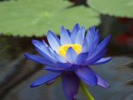 Blue lotus