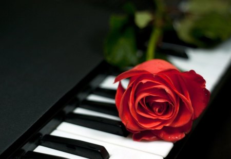 Love Of Music - roses, piano, music, red