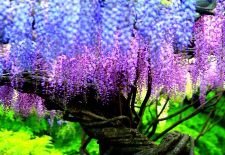 WISTERIA  in SPRING - Fuji, Festival, Wisteria, purple, Garden, flower