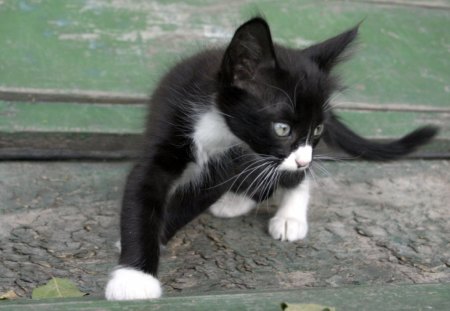 Kittie Hunts - hunting, black, kitten, looking