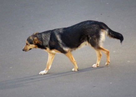 Taking A Stroll - strolling, dog, tail, walking