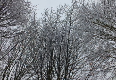 Winter Trees - trees, forest, december, snow, winter, tree, 2012