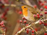 Bird on branch