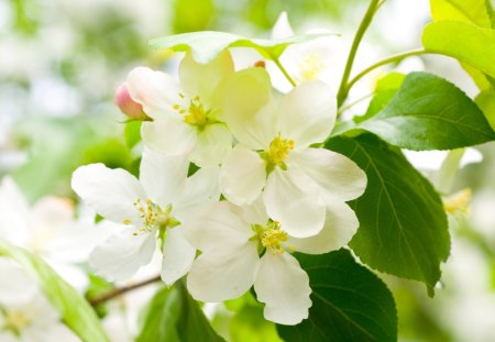 *** Flowers blooming cherry *** - blooming, nature, cherry, flowers