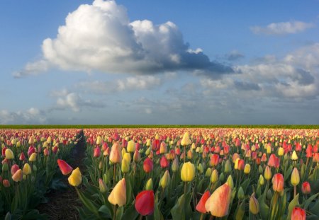 Tulips in the fields. - red, orange, yellow, love