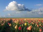 Tulips in the fields.