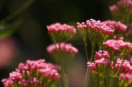 Lovely flowers in the fields. - flowers, leaves, love, pink