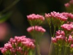 Lovely flowers in the fields.