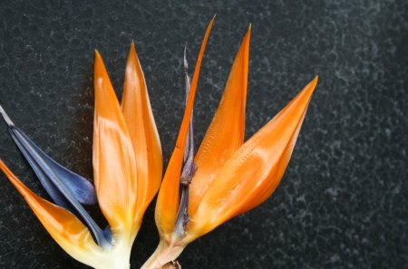 bird of paradise - bird of paradise, black, Flowers, photography, orange