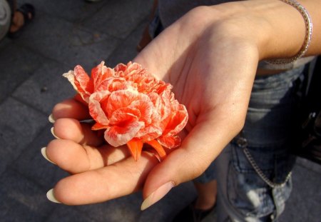 Delicate Handling - flower, delicate, hand, petals