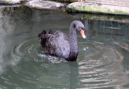 ~ ~ Swanning By - swan, black, slender neck, graceful