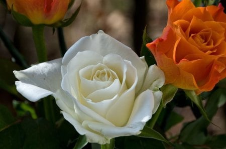 *** Red and white rose *** - white, red, flower, roses, rose, flowers, nature