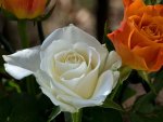 *** Red and white rose ***