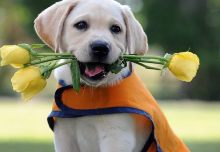 *** Amazing dog *** - tulips, animal, dogs, yellow, dog, animals