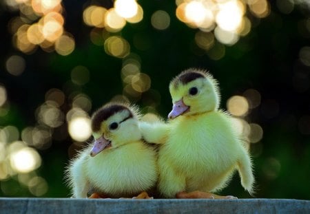 You are not alone - ducks, friends, alone, yellow