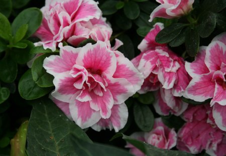 photos day at Edmonton garden 09 - white, pink, flowers, photography, green