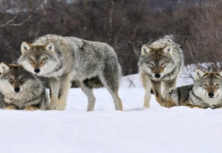 Wolfs in wild  in  the  snow - wolfs, cute, playing, snow