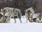 Wolfs in wild  in  the  snow