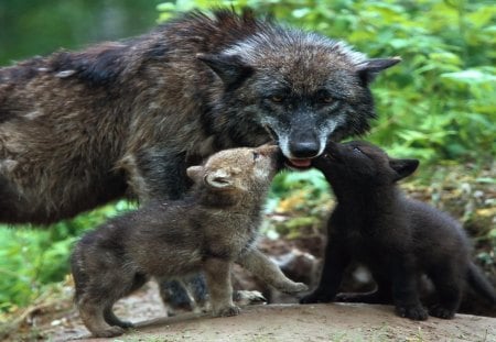 Cute Baby cubs  wolfs - wolfs, cubs, cute, baby