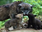 Cute Baby cubs  wolfs