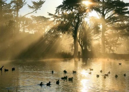 Rays of gold - mists, trees, birds, rays, pond, golden