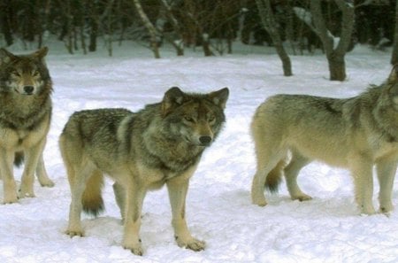 Three wolf brothers in the Snow - three, wolf, brothers, snow